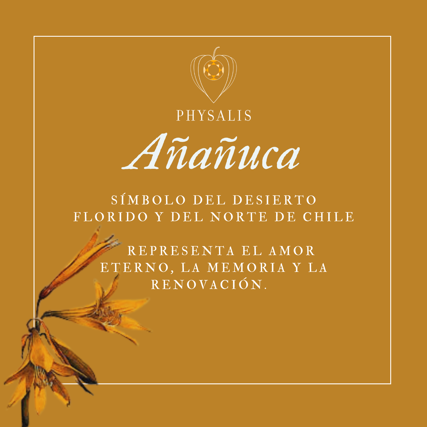 Medallita Añañuca Dorada