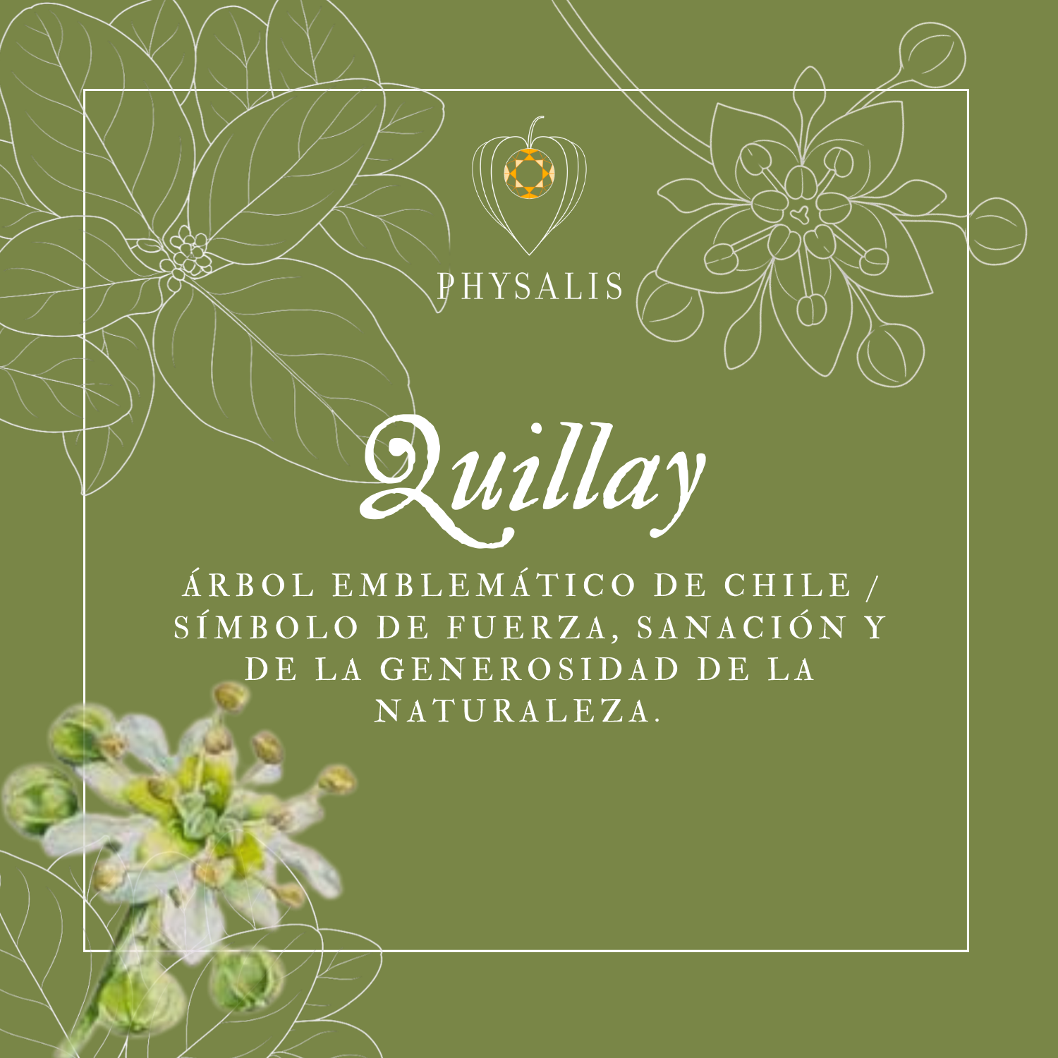 Medallita Quillay Dorada